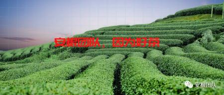 金占芭紅茶價(jià)格（老撾的茶產(chǎn)業(yè)）