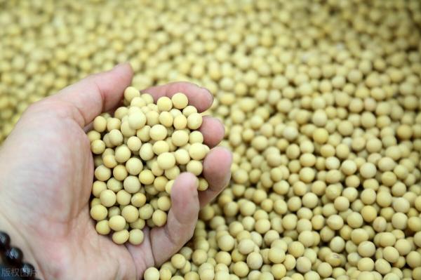 东北大豆最新价格（大豆价格大面积下跌）