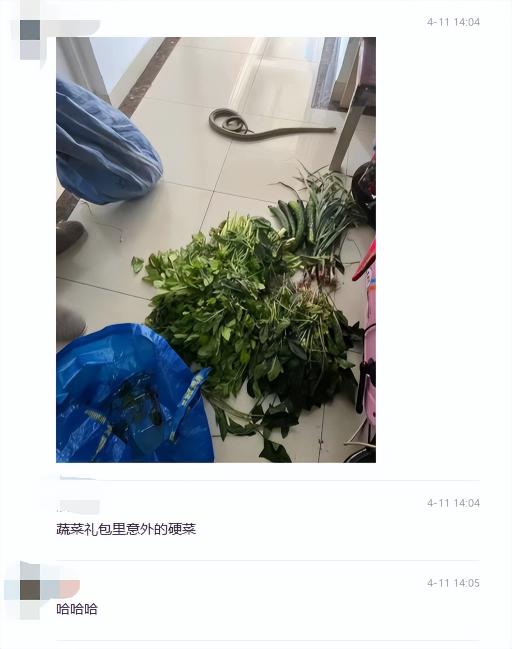 藏蛇王酒价格（团菜团到一条蛇）
