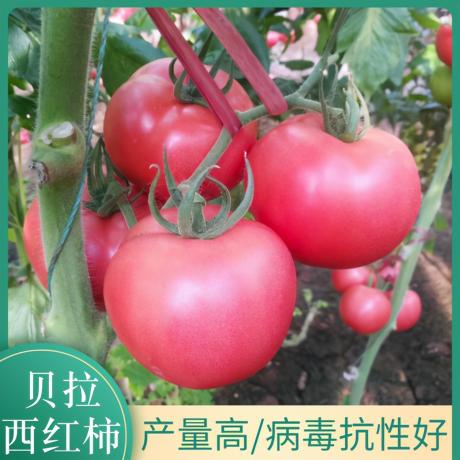 硬粉8号番茄种子价格（贝拉西红柿种子）
