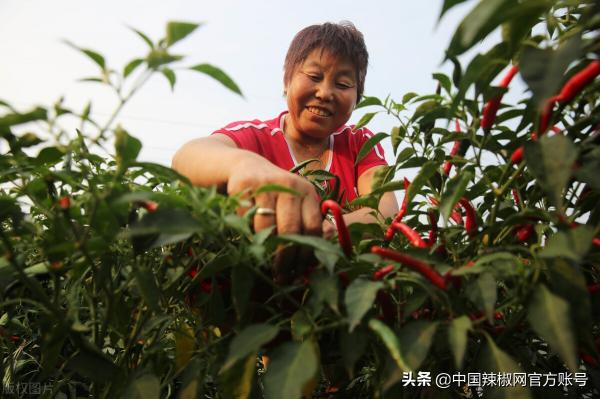 河南辣椒價格最新行情（河南辣椒產區受災）