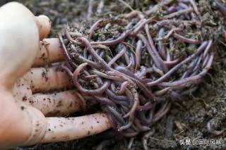 亳州药材市场蚯蚓价格（1吨干蚯蚓价值30多万）