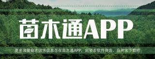 五公分樱花价格（会开花的树那么多）