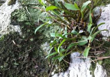 野生石斛的价格（石壁上一种野草）