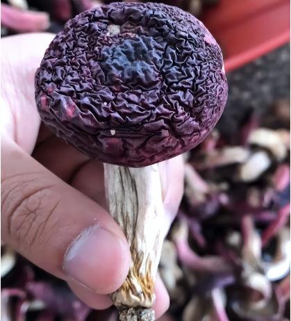 红菇一斤多少钱（红菇是蘑菇界的）