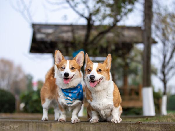 纯种威尔士柯基犬价格(纯种柯基犬怎么分辨)