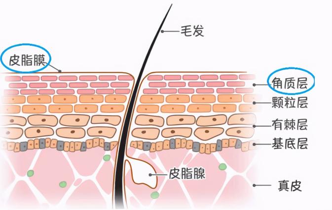 果酸換膚價格（果酸換膚是什么原理）