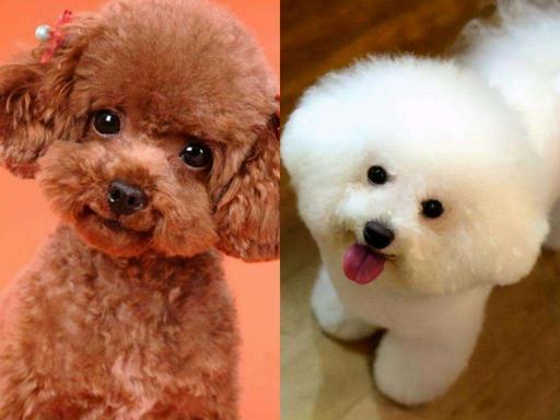 中型泰迪犬价格表（泰迪）