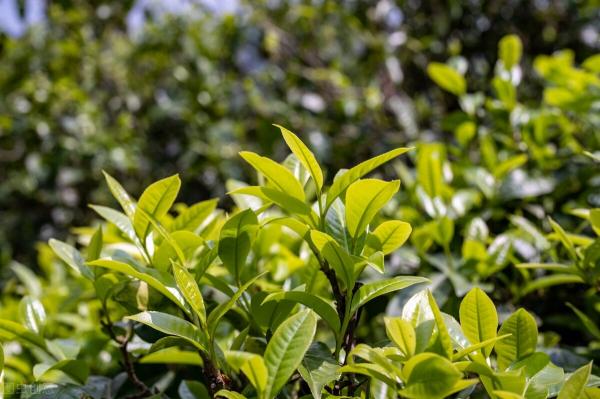 冰岛老寨普洱茶价格（别把普洱茶当韭菜）