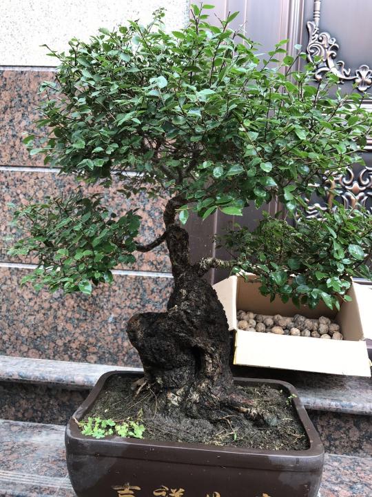 榆树疙瘩价格图片大全（榆树疙瘩盆景造型设计）