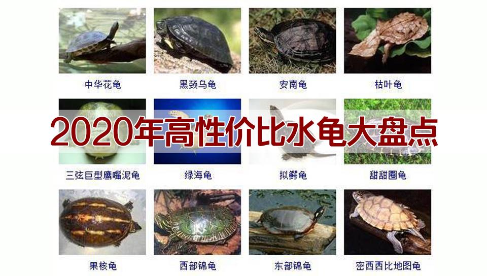 水龟的价格（2020年高性价比龟龟大盘点）