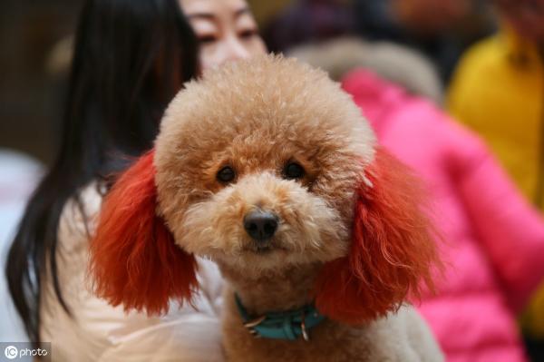 泰迪育苗多少钱一针（养泰迪犬一个月的开销大概是多少）