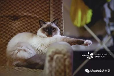 伯曼猫价格（猫咪品种大盘点7）