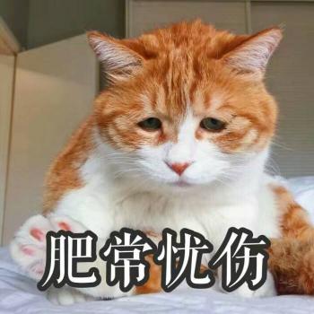 三花猫价格（这几种猫）