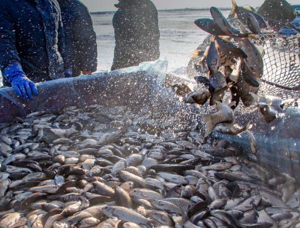 七斤以上草魚價格行情（魚價）