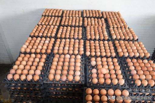 商丘鸡蛋价格今日（2022年5月15日鸡蛋价格最新行情）