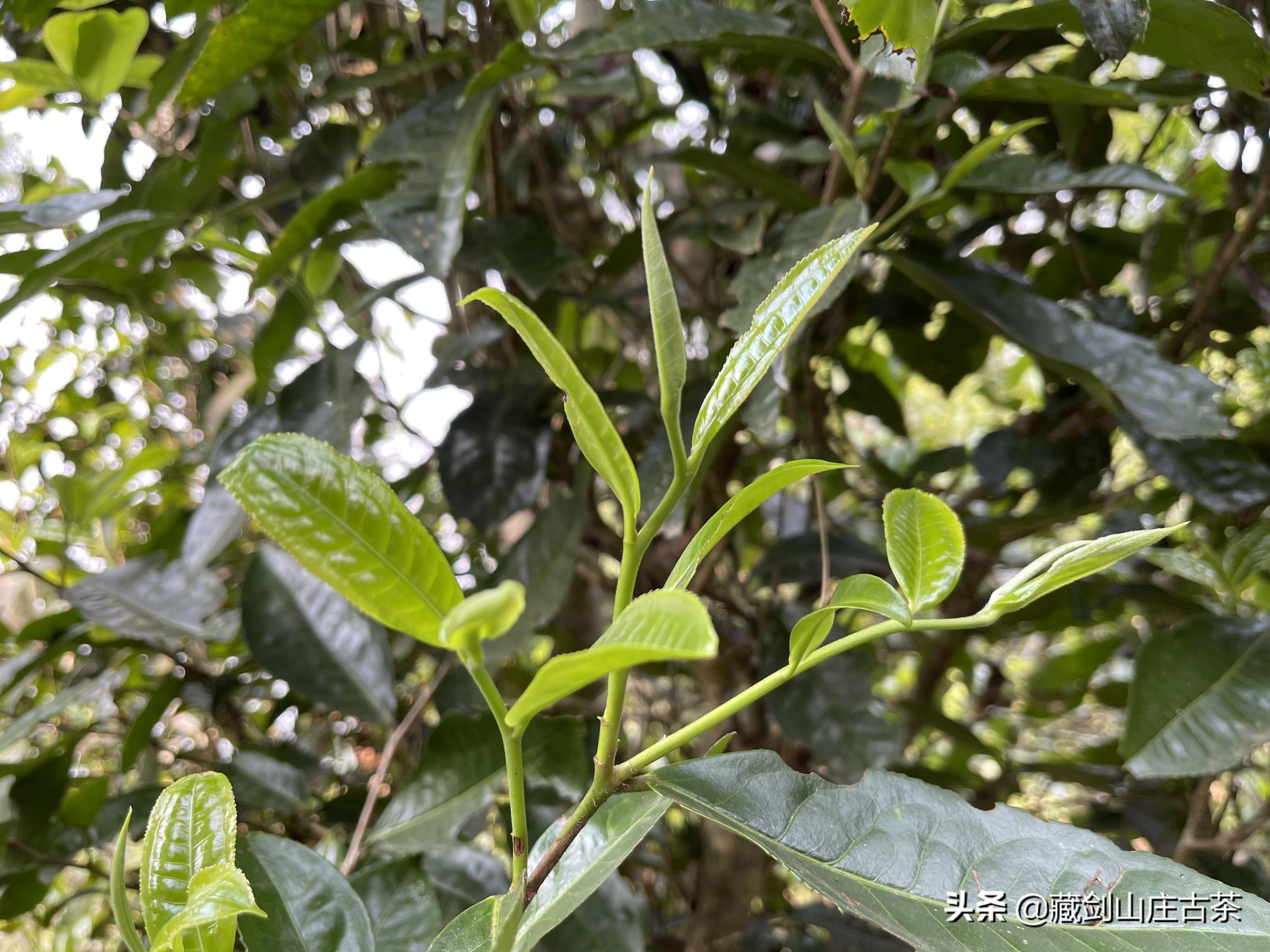 昔归普洱茶价格（这些普洱茶）