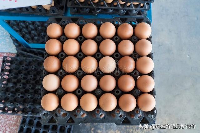 议园养殖网鸡蛋价格（鸡蛋）