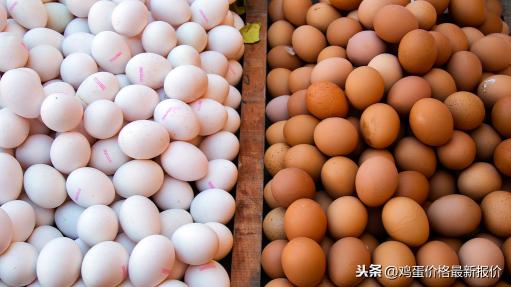 今日漯河雞蛋價格（河南省雞蛋最新價格）
