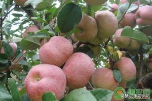苹果批发价格绿果网（影响苹果价格因素有哪些）