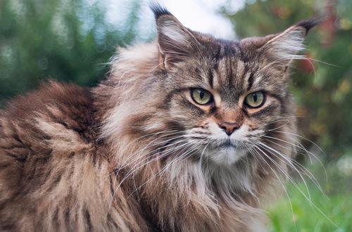 缅因猫的价格（缅因猫是）