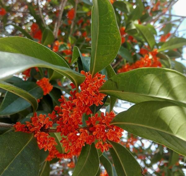 10年桂花树价格（桂花树市场行情如何）