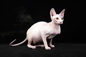 宠物猫咪价格表（常见宠物猫大全）