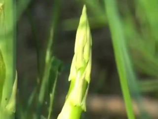 2017年芦笋价格（种它播种一年收获13年）