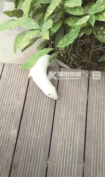 之江一号价格暴跌（这是啥）