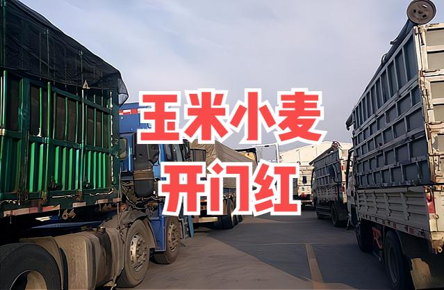 临清金玉米价格（2022年粮价）