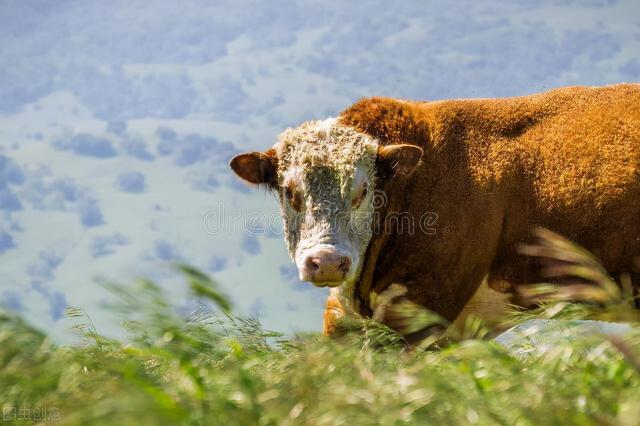 西門塔爾牛犢子價格（牛價丨全國最新西門塔爾牛報價）