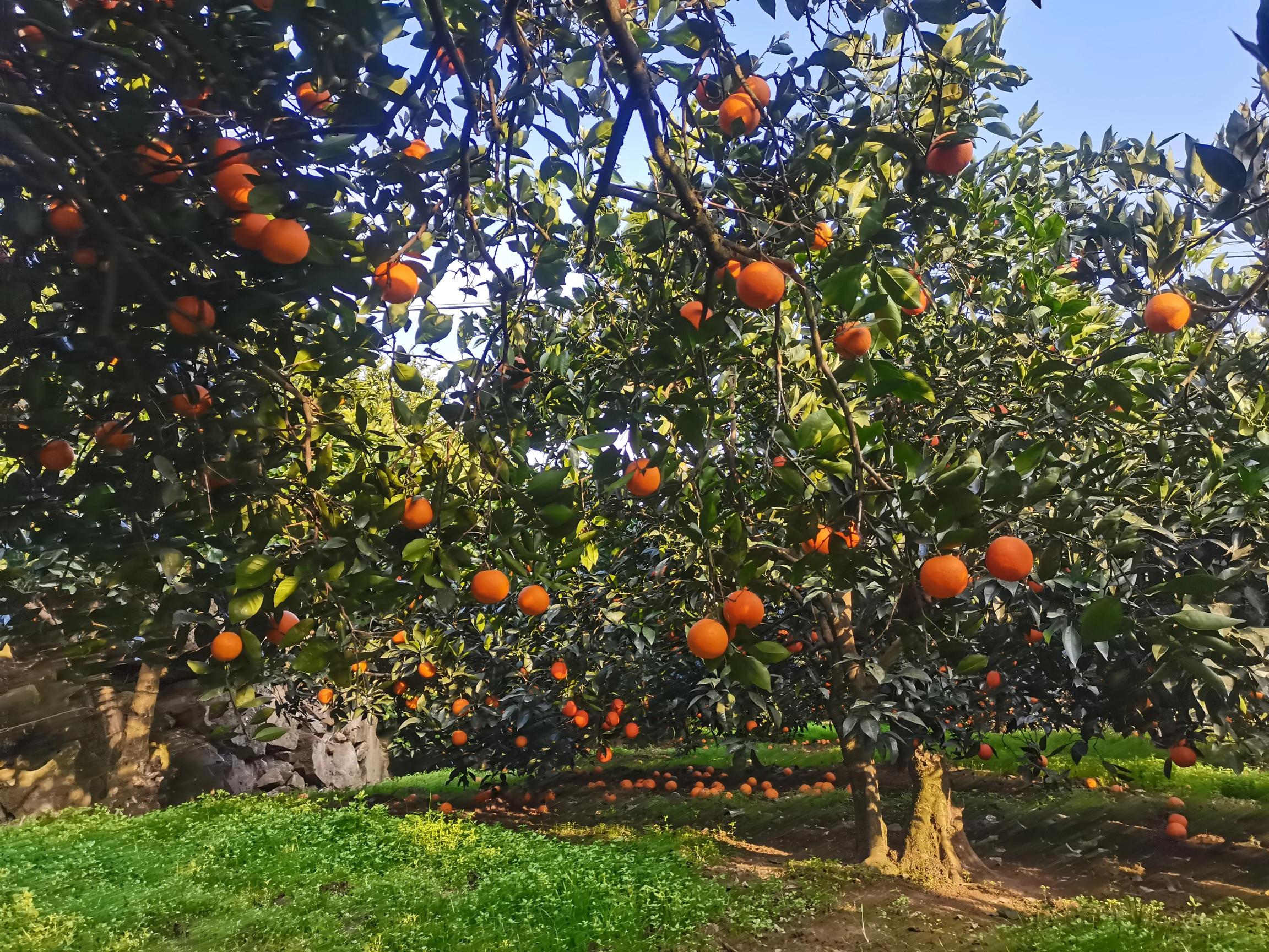 除草機價格及圖片大全（農村種植業創業投資）