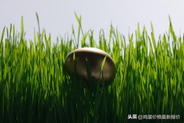山东今日鸡蛋鸡蛋价格（今日山东鸡蛋价格表）