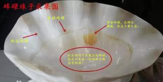 金丝车渠手串图片价格（金丝砗磲的历史文化）