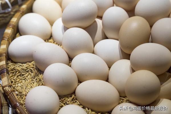 今日最新河北鸡蛋价格（2022年3月25日鸡蛋价格最新报价）
