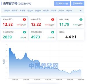 山东土杂猪今日价格（山东省生猪价格涨跌表）