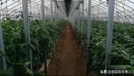 2016年芹菜价格预测（多地辣椒价格比去年同期偏低）