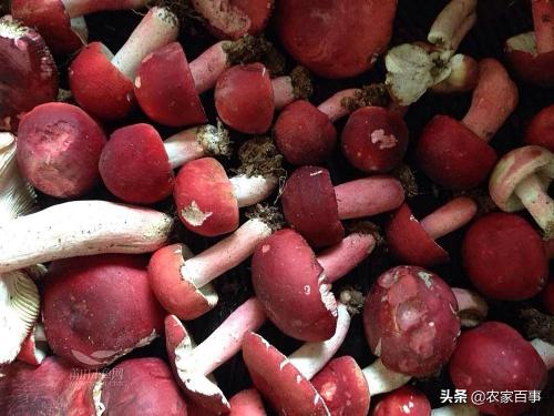红菇一斤多少钱（只长在深山里的红菇）