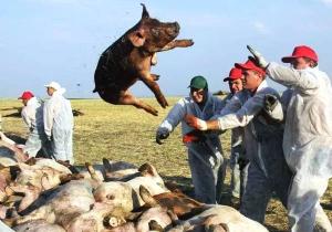 市场猪肉价格多少钱一斤（猪肉降价了）