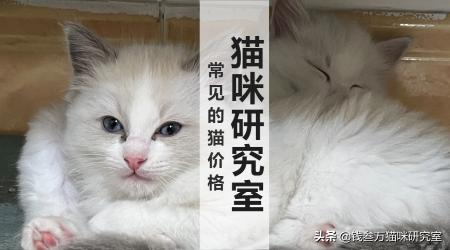布偶猫的大概价格（买猫防坑指南3）