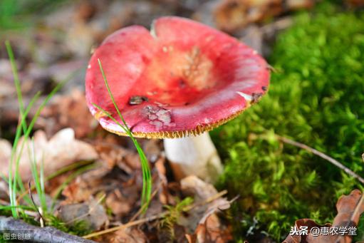 野生紅菌圖片及價格（這種以前農村常見食用菌）