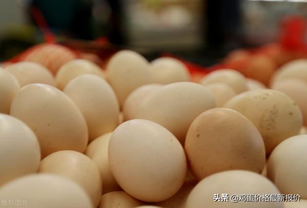 濰坊雞蛋批發價格（明天雞蛋價格早知道）