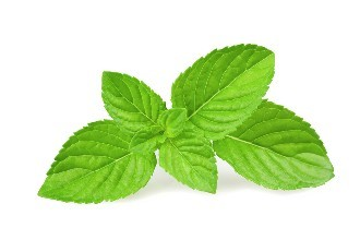 复方薄荷油滴鼻液价格（慢阻肺与薄荷）