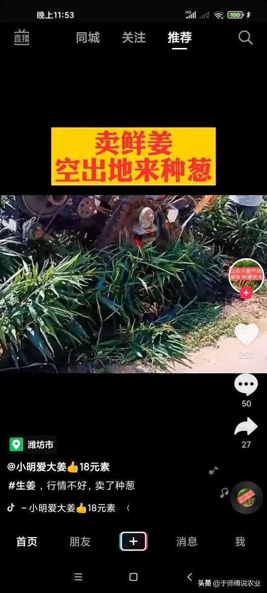 葱头价格最新行情（关于今年）