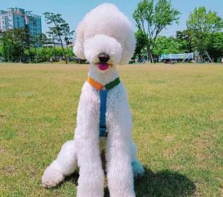 狗狗价格（很贵的九种狗狗）