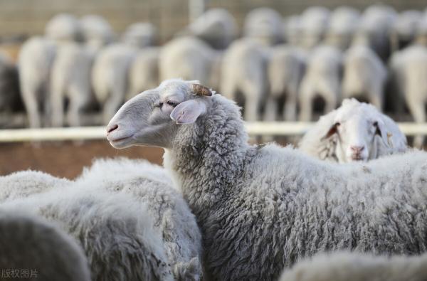 波尔山羊2016年的价格（近期育肥羊价格上涨）