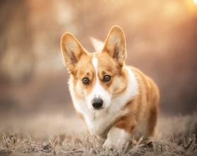 柯基一般多少钱一只（花500元买一只柯基犬到底可不可能）