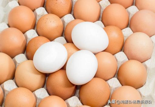 今日漯河鸡蛋价格（河南省鸡蛋最新价格行情）