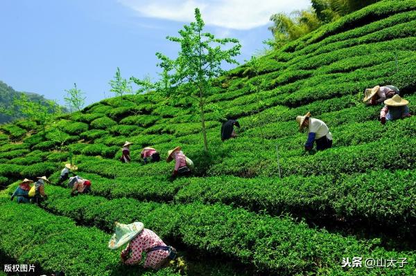 剪茶机价格及图片（茶叶采摘机的使用与维护技术）