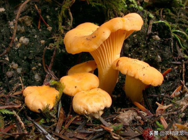 雞樅價(jià)格為什么那么貴（山里的一種野味）